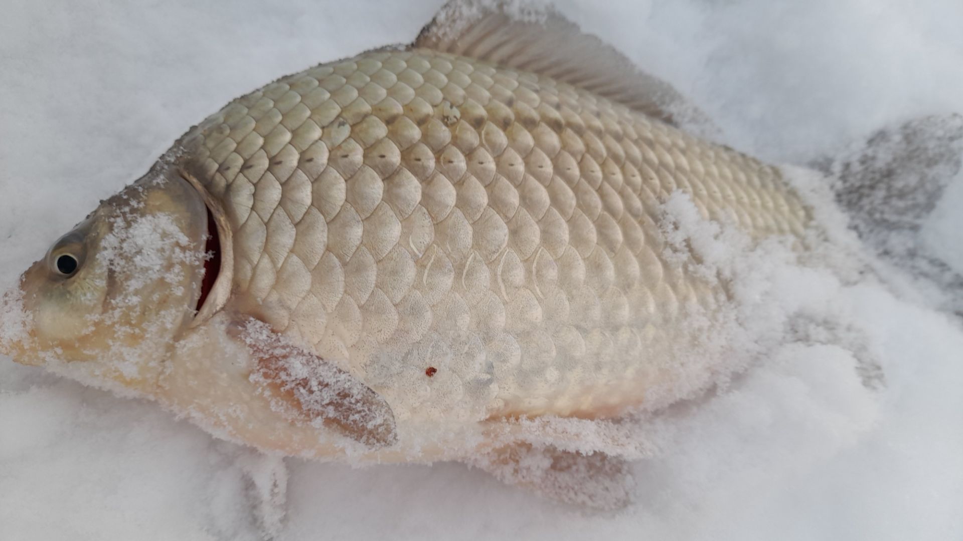 ОХОТНИК на КАРАСЯ. 2 Февраля 2026