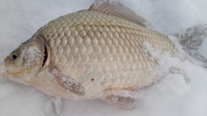 ОХОТНИК на КАРАСЯ.  02 Февраля 2026