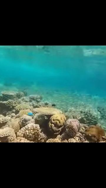 невероятная красота подводного мира #дайвинг #египет #кораловыерифы