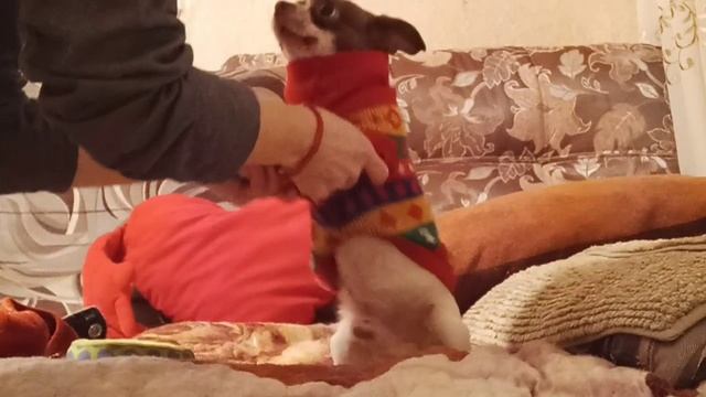 #чихуахуа #любимки #ворчун #собаки #чихуахуа #любимки #ворчун #собаки