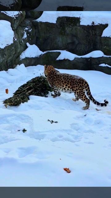 Вторая жизнь ёлочки — радость для животных! Вторая жизнь ёлочки — радость для животных!