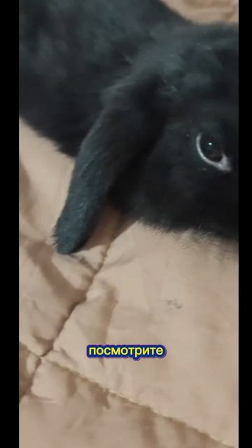 Чёрный кролик — это брак? #кролик #факты