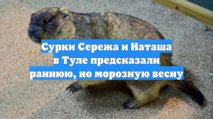 Сурки Сережа и Наташа в Туле предсказали раннюю, но морозную весну