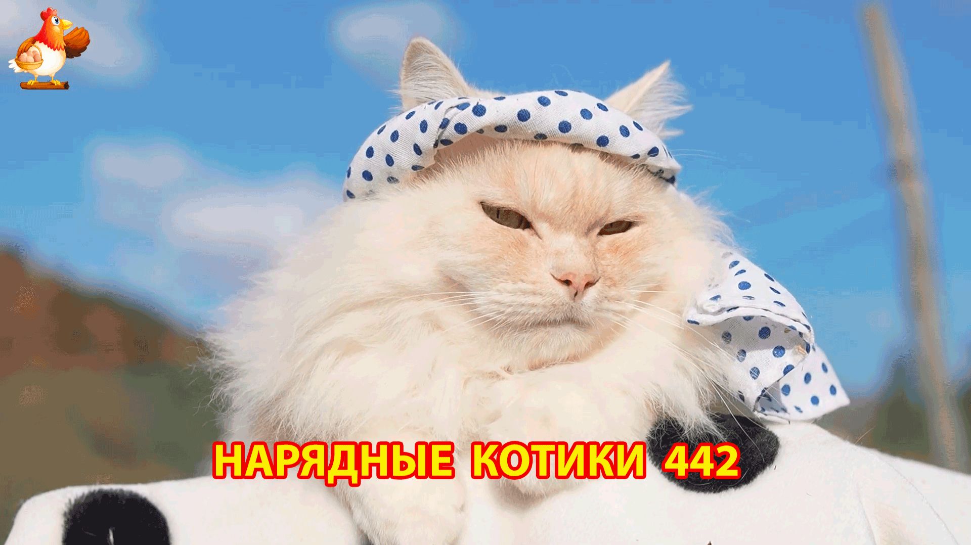 Нарядные Котики расслабляются на солнышке 🌞 🐈🐈🐈 (442)