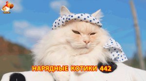 Нарядные Котики расслабляются на солнышке 🌞 🐈🐈🐈 (442)