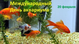 Международный День аквариума - 20 февраля
