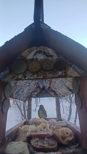 1000009408.mp4Жизнь кормушки.02.02.2026г.