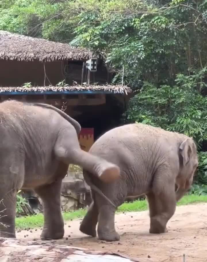 #животные #видео #Милые