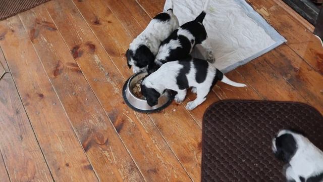 Щенки русского спаниеля 20-30 дней смотреть онлайн