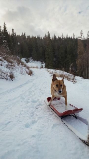Собака на санках в зимнем лесу #зима #собака #приключения