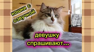 КОШКИ С ОЗВУЧКОЙ.