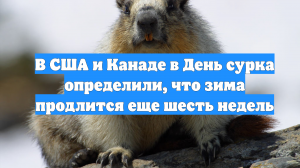 В США и Канаде в День сурка определили, что зима продлится еще шесть недель
