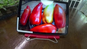 Обзор семян коллекционных томатов. Часть 2