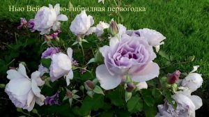 Нью Вейв - японская роза