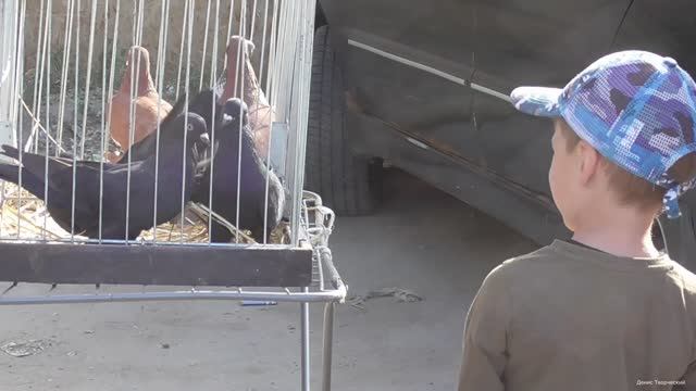 Голубиный рынок Рязань 18.06.2023 смотреть онлайн