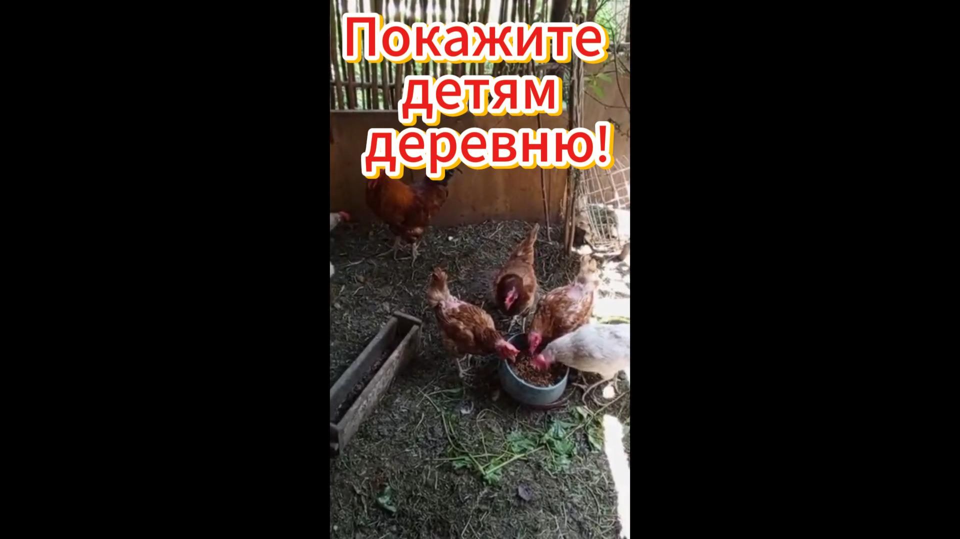 🔥 Покажите детям деревню 🐔 🔥 Покажите детям деревню 🐔
