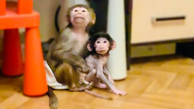 Мы ЗНАКОМИМ Степашку с Жориком! Посмотрите реакцию Люськи))) смотреть онлайн