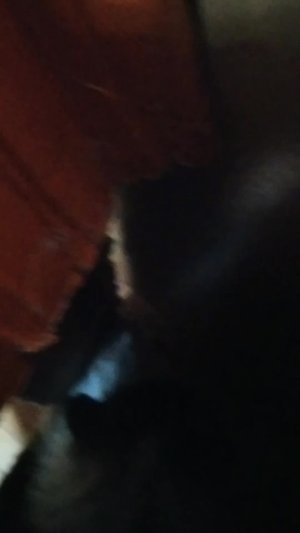 следим за моей кошкой)