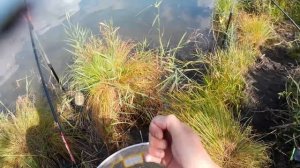 Фидер Интересно