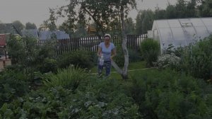 6 соток 5 июля 2021 года. Хроника. Поливаю картошку. Удобряю морковь. Опрыскала грушу.