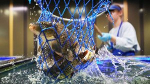 Белоруссия стала главным поставщиком рыбы в Россию в 2025 году