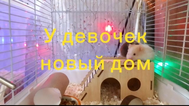 Девочки съехали от мамы в новый дом. #хомяки
