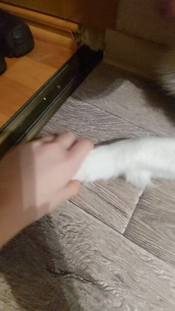 This is my dog💗 This is my dog💗