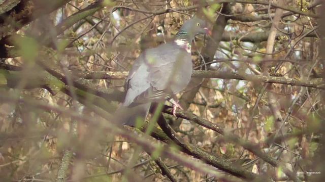 Лесной голубь Вяхирь. Весна не за горами смотреть онлайн