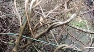 Ледяной дождь.