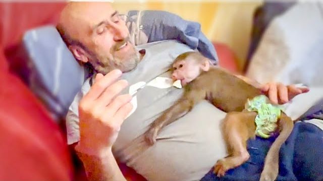 Люся ВСЯ ИСПСИХОВАЛАСЬ, Степашку не нашла и он хорошо выспался))) Люся ВСЯ ИСПСИХОВАЛАСЬ, Степашку не нашла и он хорошо выспался)))