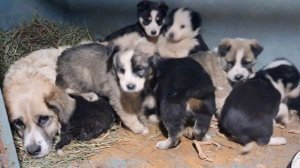 Спасение мамочки инвалида и её щенков