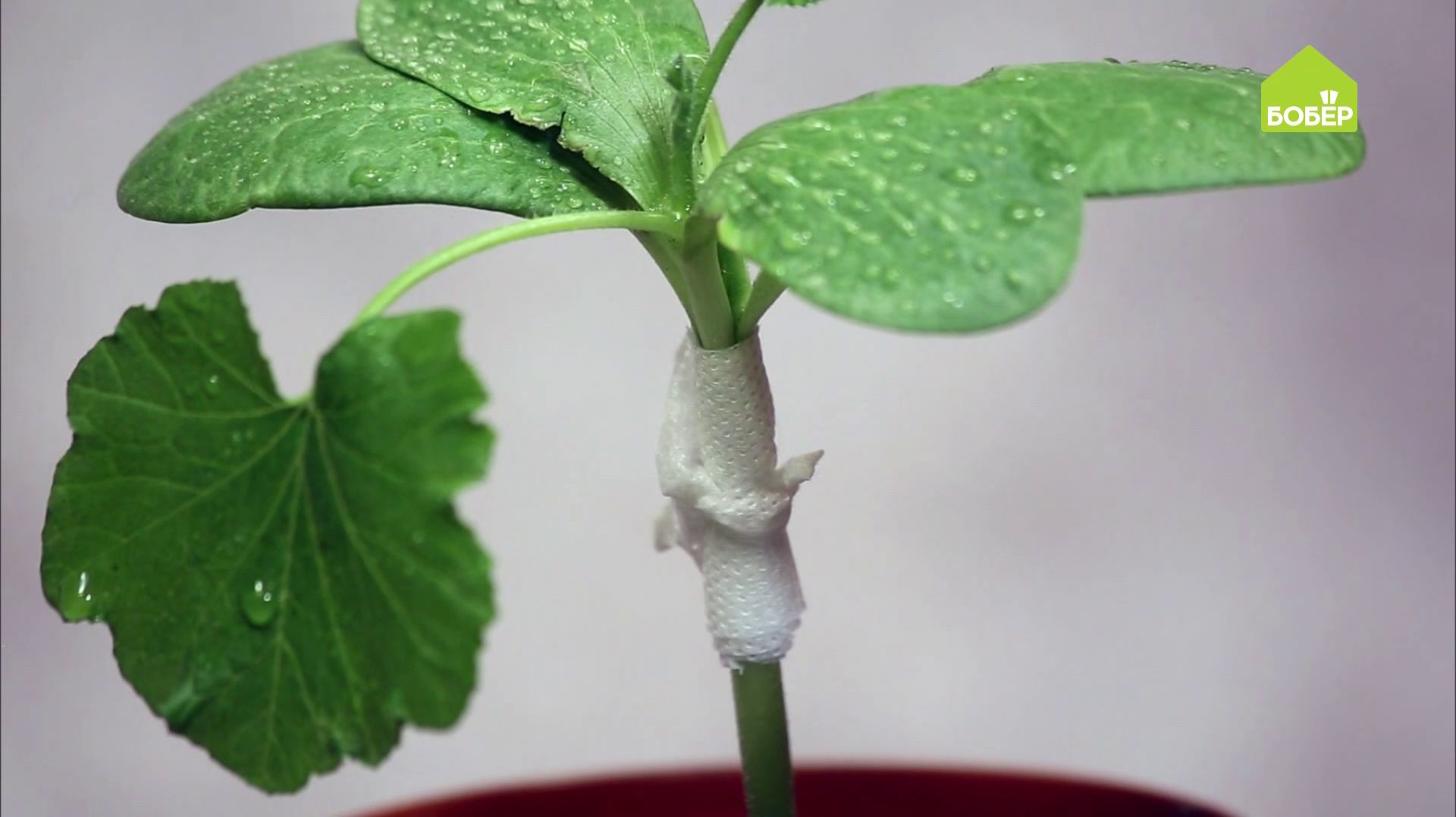 Как привить дыню на тыкву. Советы для всех садоводов и огородников. Ольга Платонова рекомендует