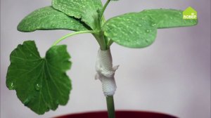 Как привить дыню на тыкву. Советы для всех садоводов и огородников. Ольга Платонова рекомендует