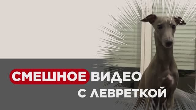 ЛЕВРЕТКА УКЛАДЫВАЕТСЯ СПАТЬ. Смешное видео.