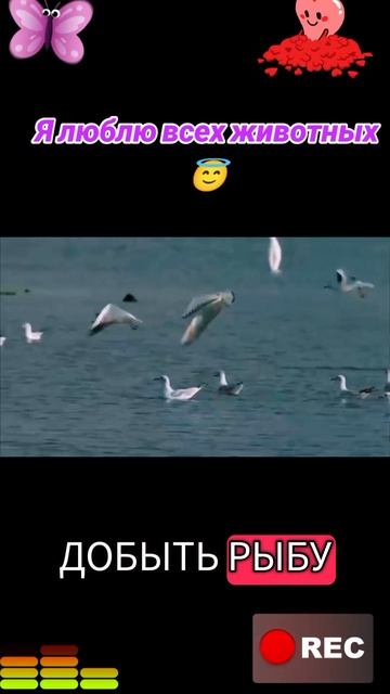 Я люблю всех животных😇 смотреть онлайн