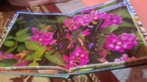 Читаю книжку про бабочек часть 2