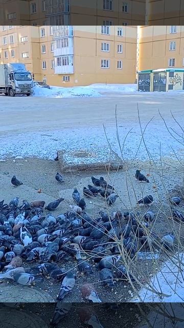 РЕШИЛА УГОСТИТЬ...