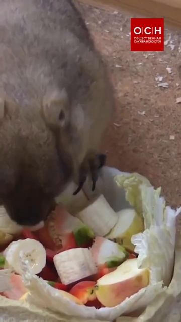 Тульские сурки Сережа и Наташа предсказали раннюю, но морозную весну. смотреть онлайн
