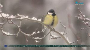 Почему не все кормушки для птиц одинаково полезны?