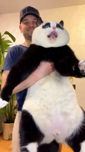 Какая-то странная у вас панда👀