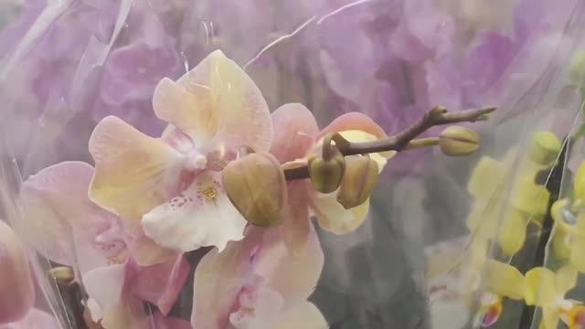 VLOG в Лемано за грунтом , а там завоз орхидей. Вечерний концерт 😂. Купили семена и кофту смотреть онлайн