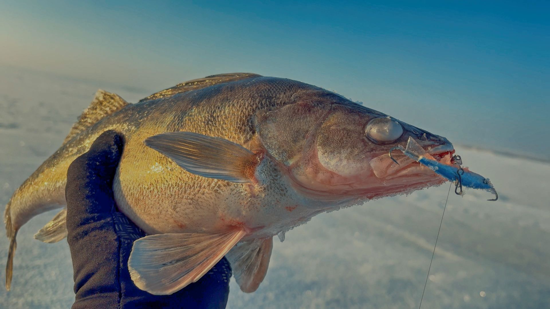 УЕХАЛ НА ДАЛЬНЯК К РУСЛУ ЗА КРУПНЯКОМ!!! Зимняя рыбалка на балансир. Ловля окуня и берша. смотреть онлайн