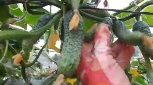 2182.   А вы знакомы с этим гибридом ?