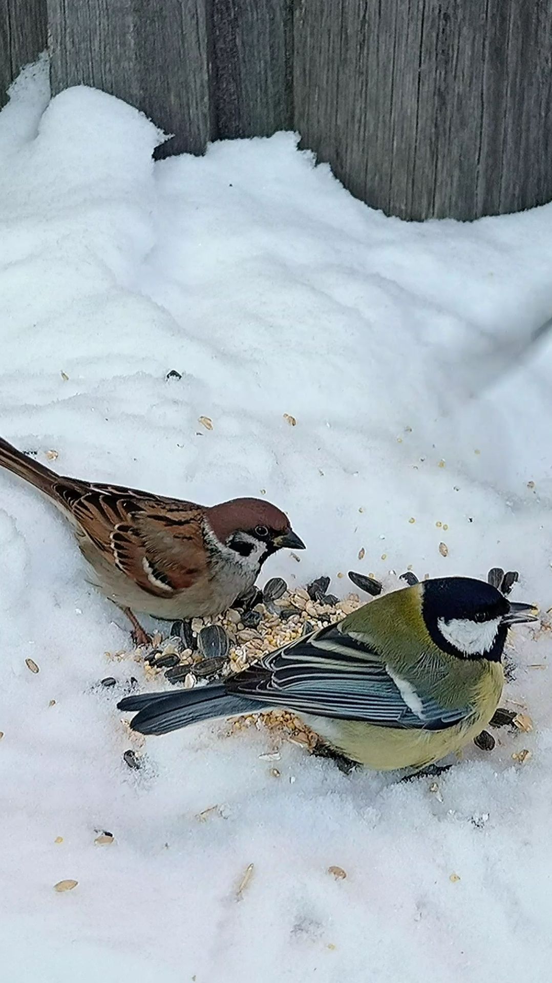 Воробьи и Синички на кормушке смотреть онлайн