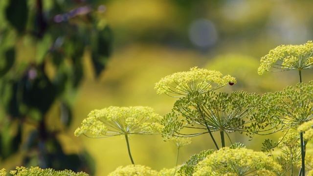 Пётр Павлович Ершов Первая Любовь смотреть онлайн