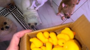 Получили подарок от подписчицы, всем по подарку.