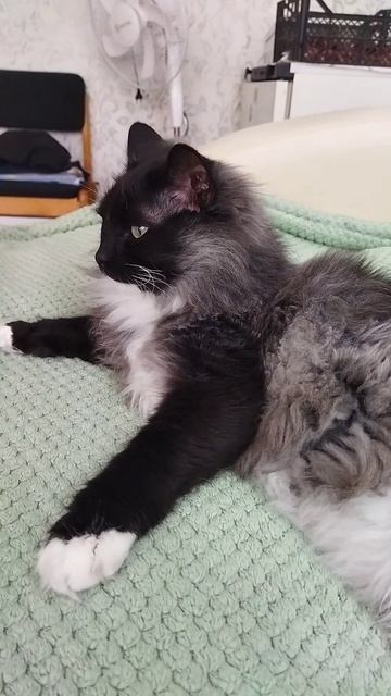 Очень нежный кот 🐱😺🐈😘😘😘 #cat #веселыекоты #прикольныекоты #kitten #красиваякошка #chat #kitty Очень нежный кот 🐱😺🐈😘😘😘 #cat #веселыекоты #прикольныекоты #kitten #красиваякошка #chat #kitty