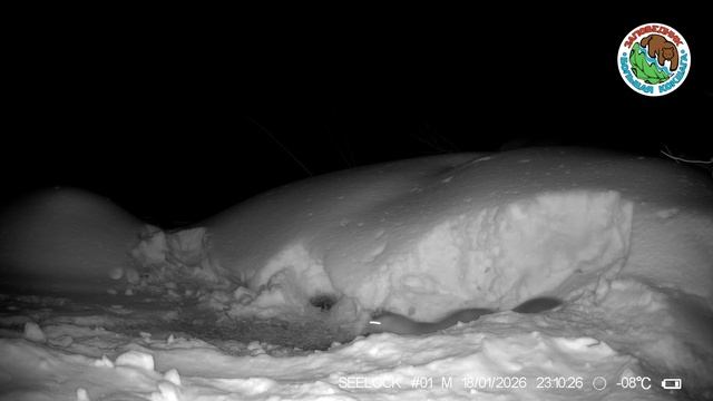 18.01.2026.Речная выдра.Заповедник Большая Кокшага.Животное в ночное время выходит из норы