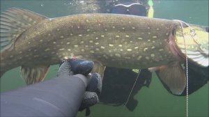 Охота на щуку. Лучшие выстрелы 2019-2021.