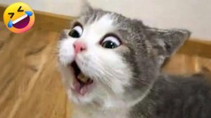 СМЕШНЫЕ КОТЫ 2026 ЛУЧШИЕ ПРИКОЛЫ С КОТАМИ, КОШКИ, ЖИВОТНЫЕ, СМЕШНОЕ ВИДЕО